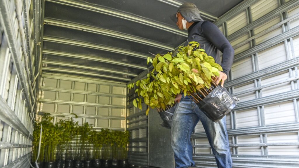 plantando_futuro_logistica_viveiro_tjac_2