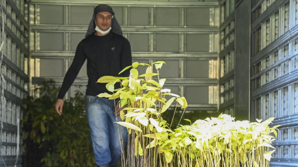 plantando_futuro_logistica_viveiro_tjac_5